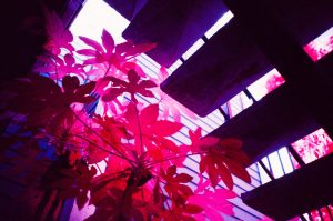 Infrared Film Photo shot with FPP InfraChrome Color Infrared Film and a #12 yellow filter.