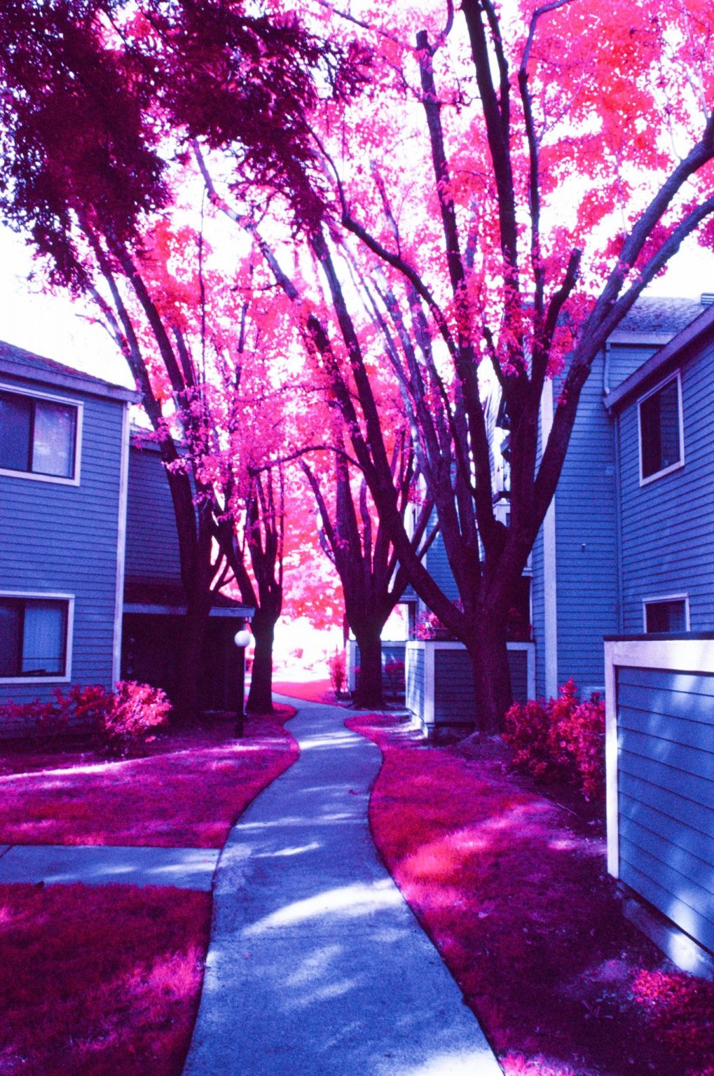 Infrared Film Photography IR Film How To, Tips & Filters The Darkroom