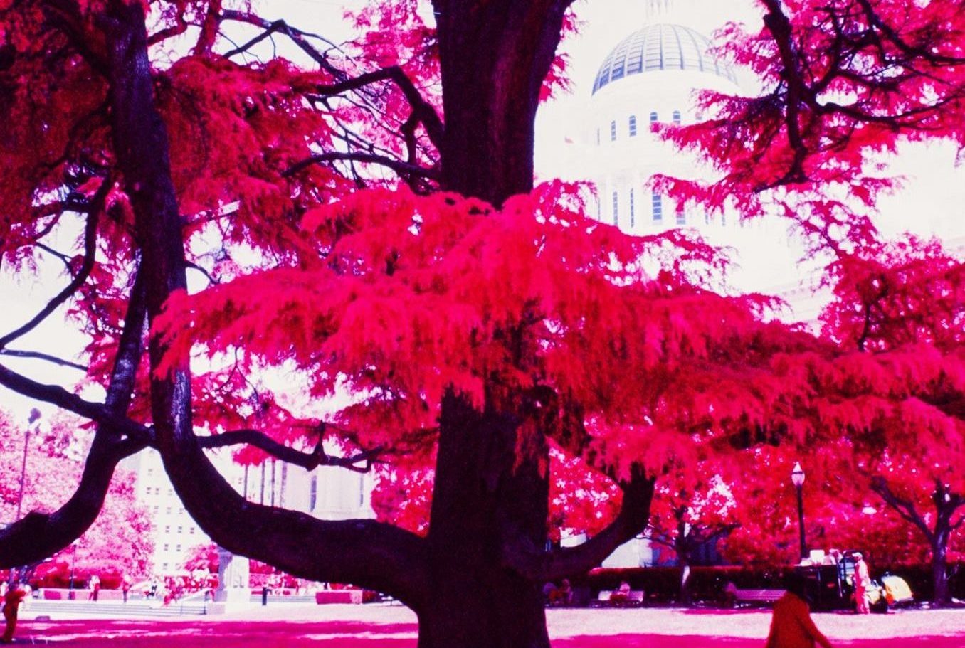 Infrared Film Photography IR Film How To, Tips & Filters The Darkroom