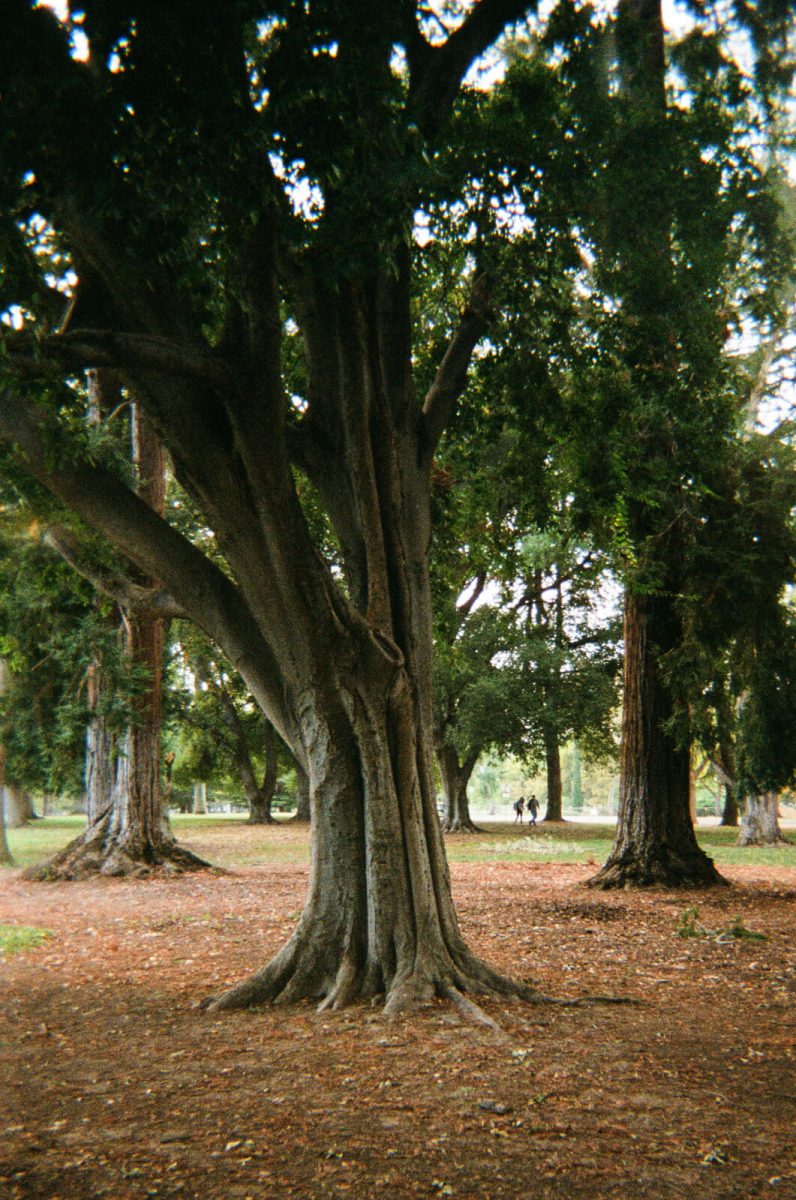 Kodak singleuse camera sample image