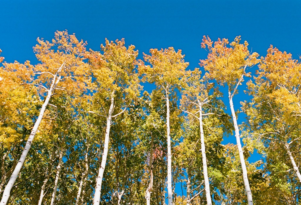 Changing Seasons Film photography contest