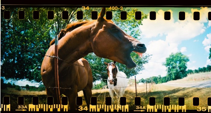 Shawn Randolph Lomography