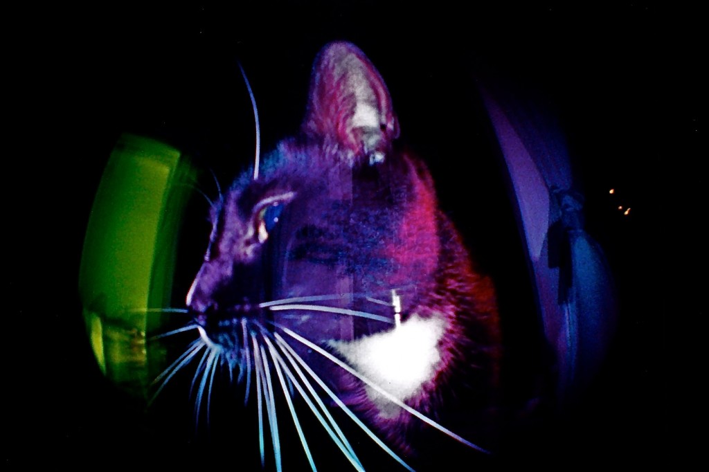 Multicolored cat photo "Electric Kool Aid Kitty Test" - Homer Horowitz Winner of the Pets and Animals Photo Contest